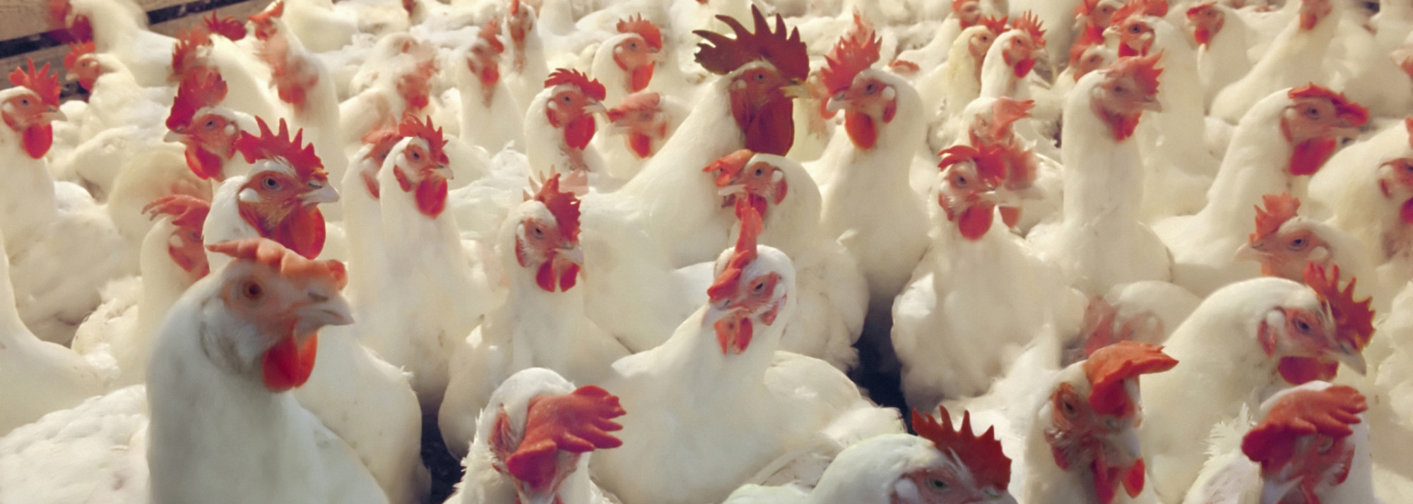Magna Poultry Feeds